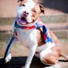 Going to bat for dogs who need home