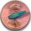 Emerald Ash Borer threatens local ash trees