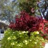 Blanketing the borough with blooms, beauty