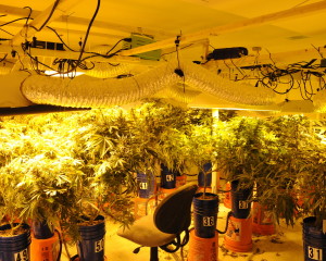 Police found a sophisticated marijuana-growing operation at the home of a West Vincent Township resident, said Chester County District Attorney Tom Hogan.
