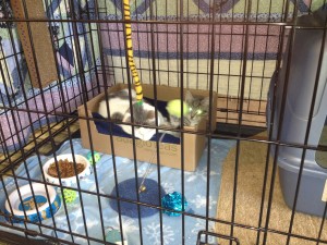 Toys, a comfy box, food and water help keep these kittens waiting for a permanent home content.