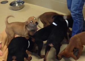 Chester County SPCA Kennel Coordinator Michele Amendola gets surrounded as she enters the pen of a group of Doberman pincher puppies.