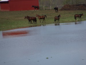 With so much water around, these horses in Pocopson Township have plenty of time for reflection. Photo by Dave Lichter