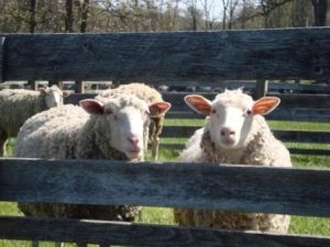 sheep and wool day