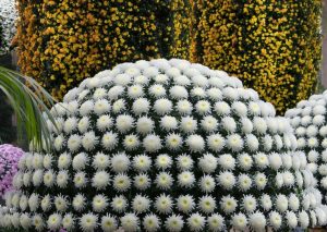 chrysanthemum_festival_